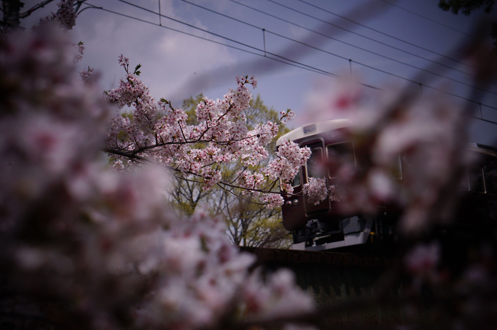 桜＆列車