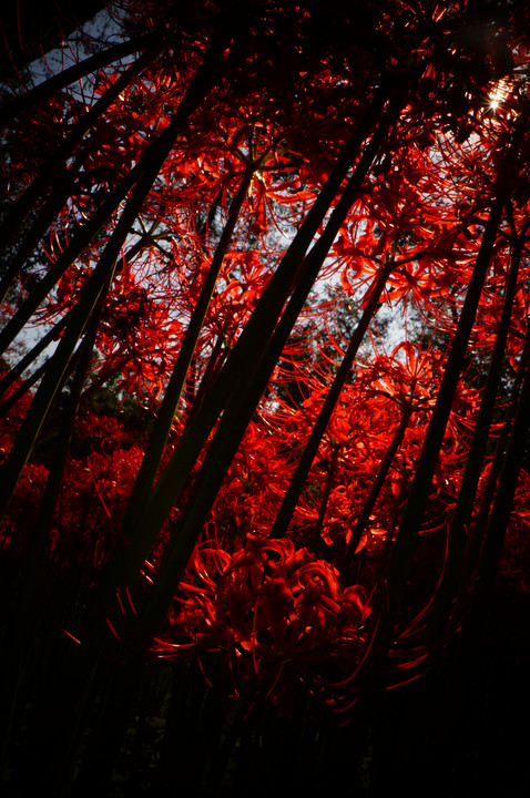 紅の森・暗