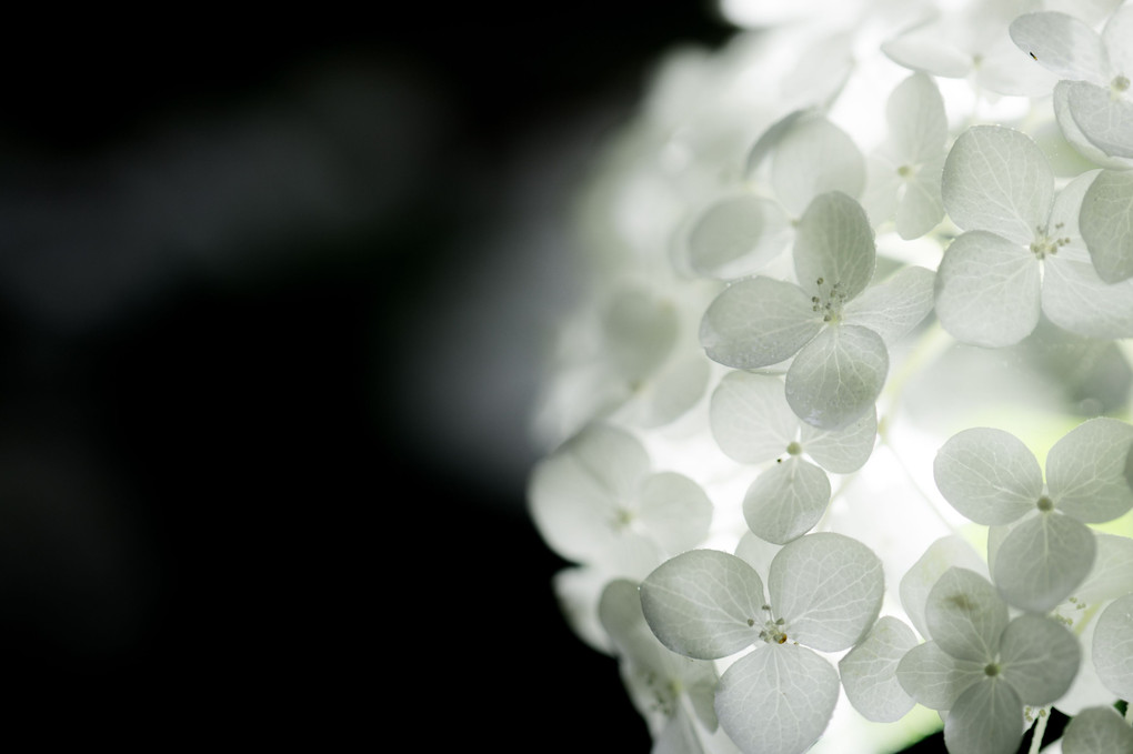 雨の紫陽花