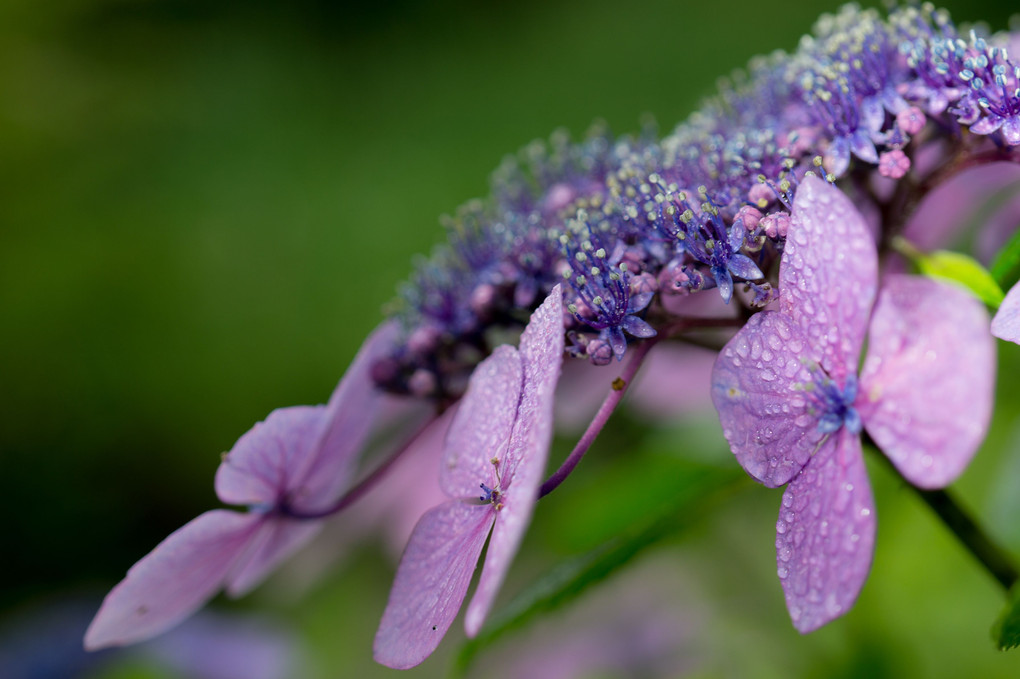 雨の紫陽花