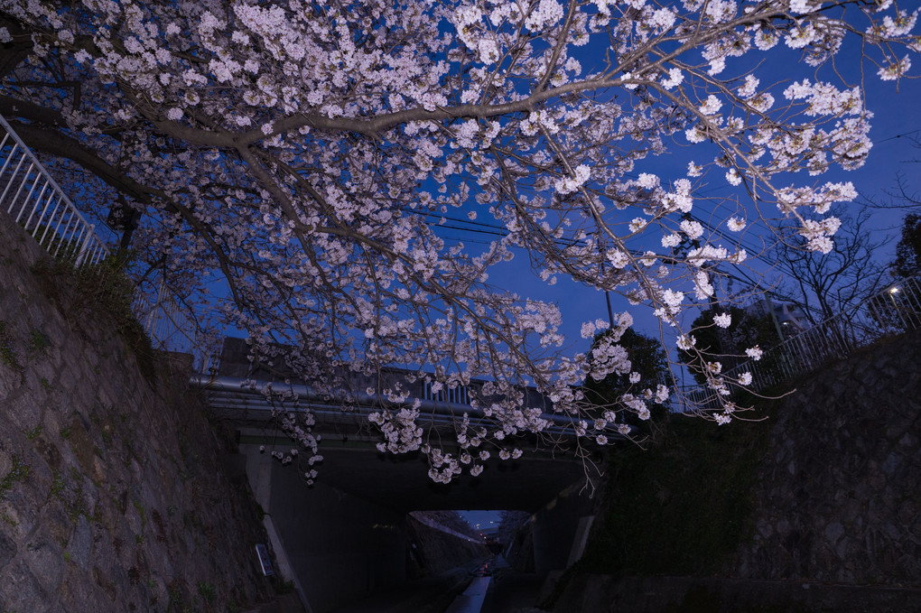 夜桜、夕桜