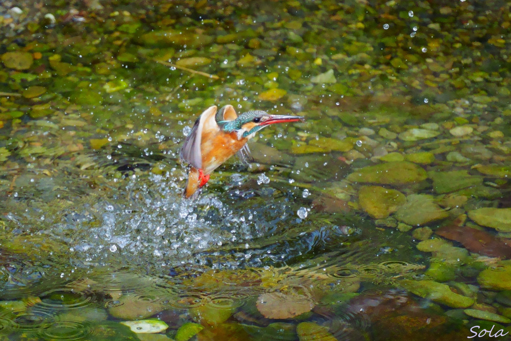 カワセミの離水