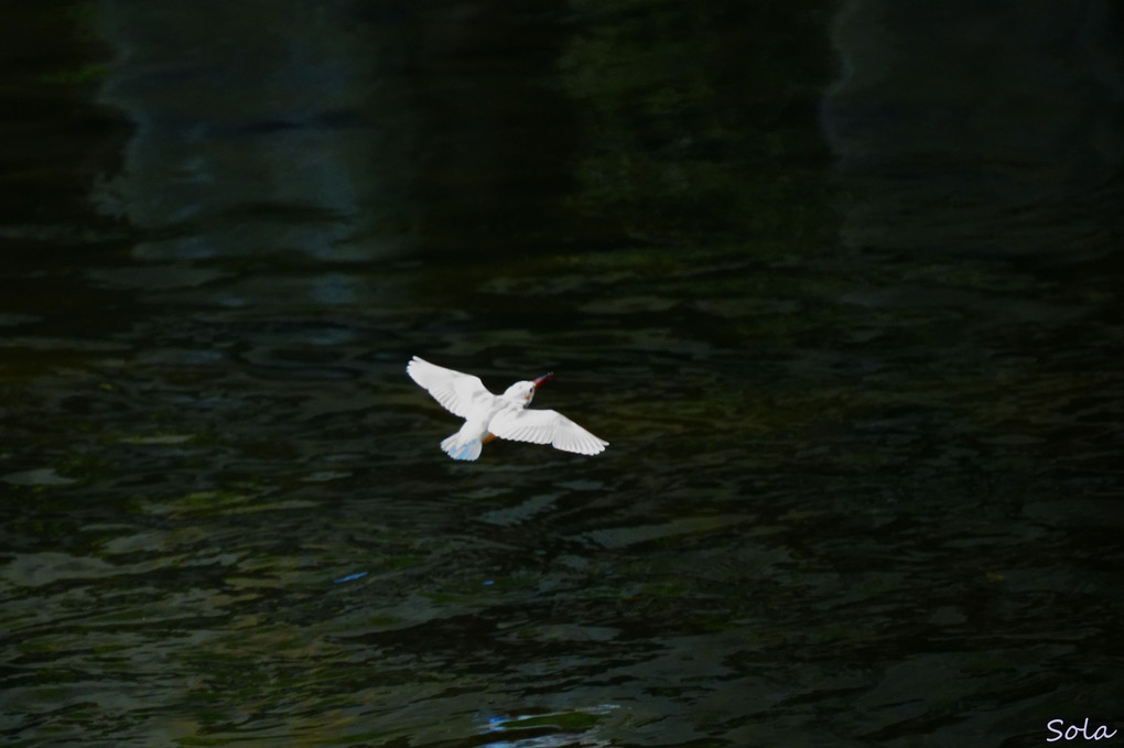 白カワセミの飛翔