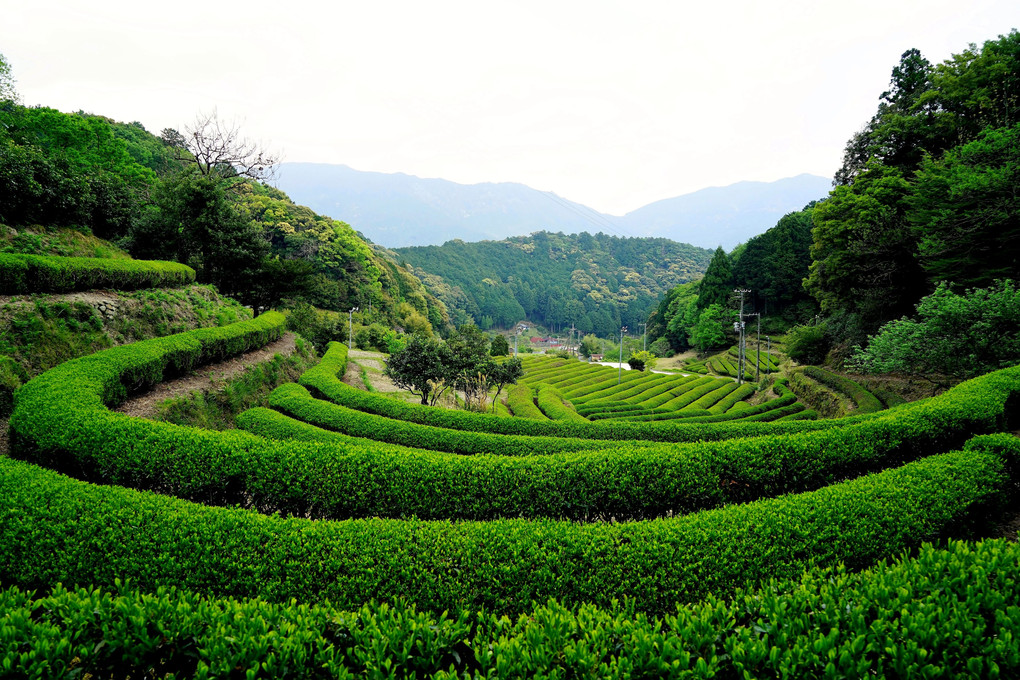 谷間の茶畑