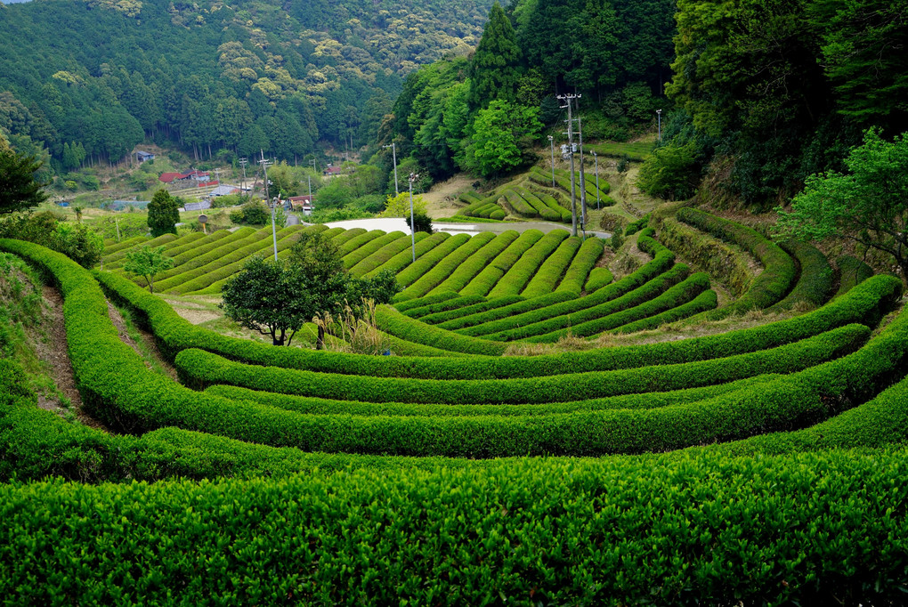 谷間の茶畑