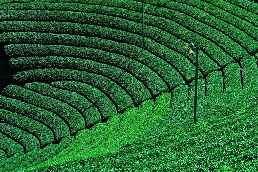 円形茶畑