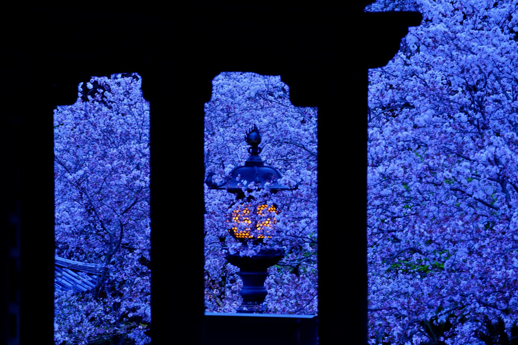 一人夜桜