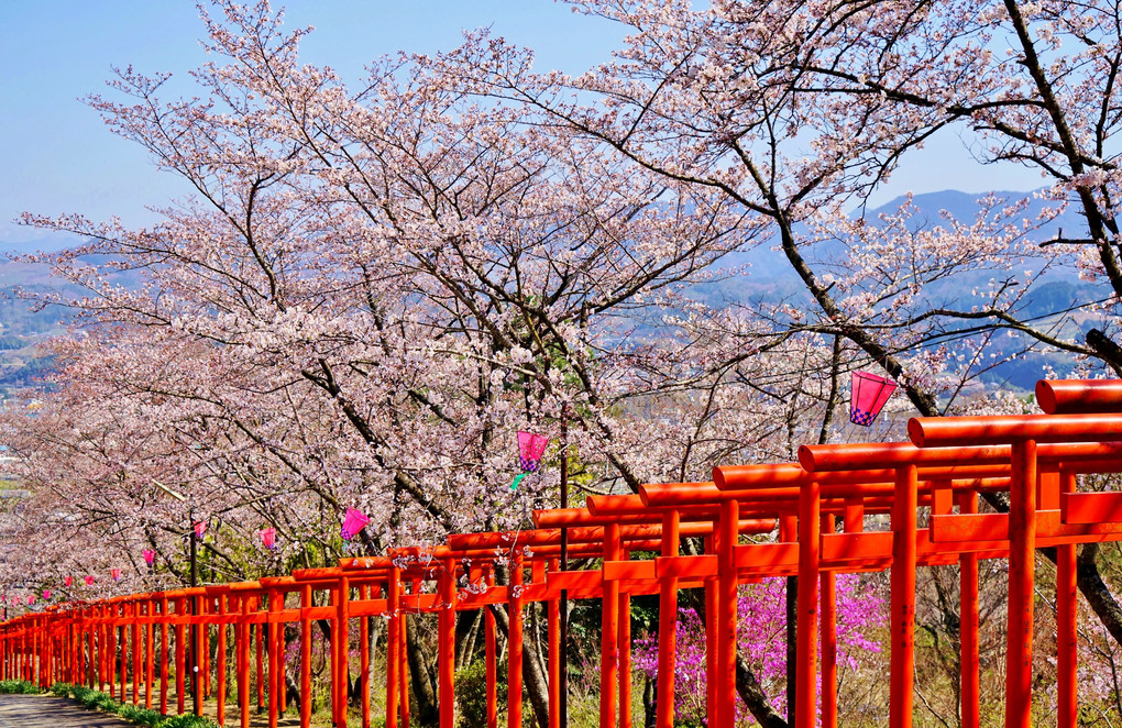 鳥居のサクラ