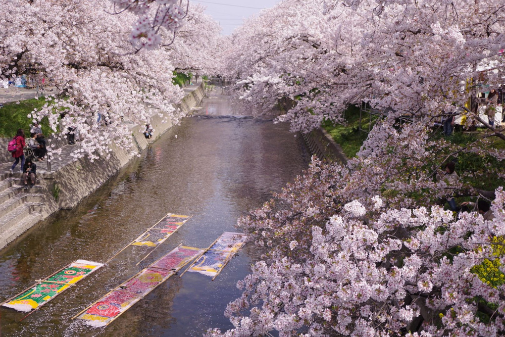 桜の中、川を泳ぐ鯉のぼり