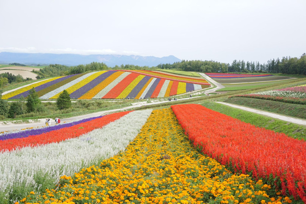 広大な花の丘