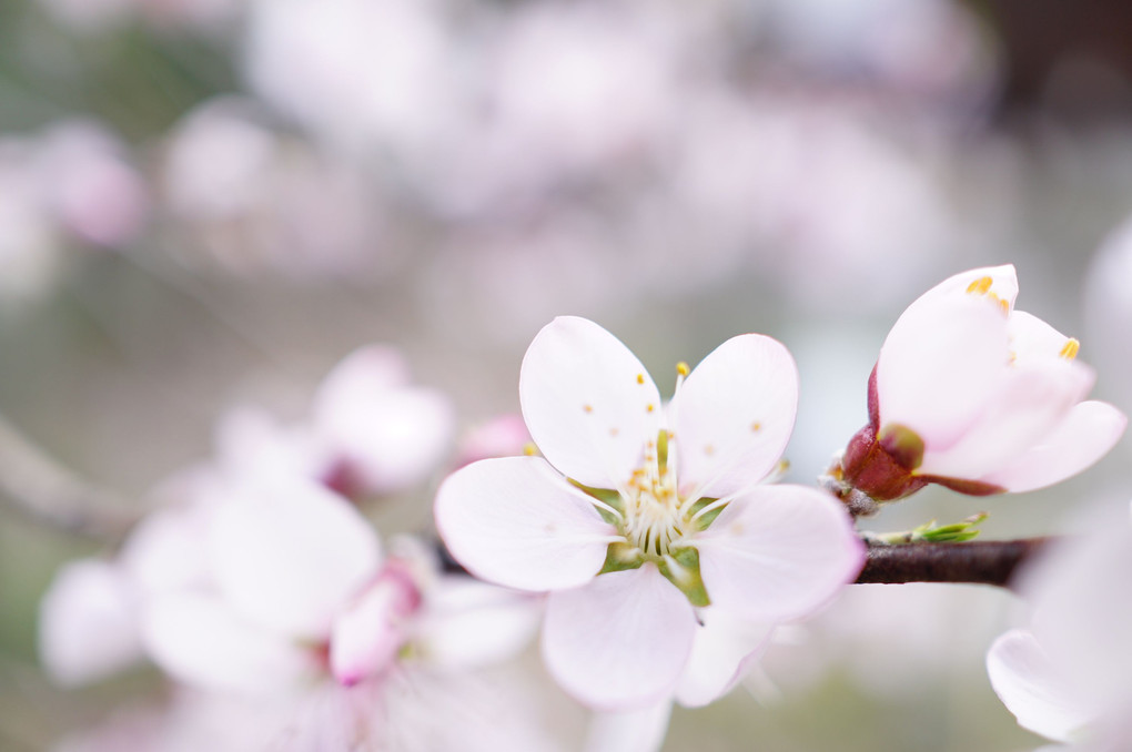 平野神社の桜