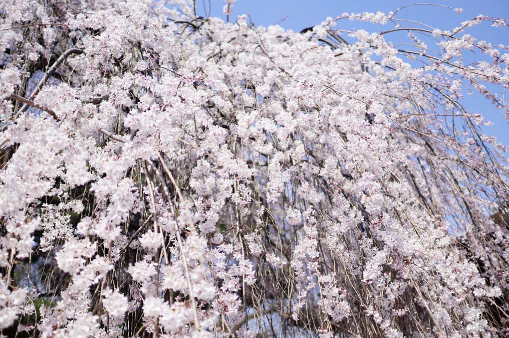 千本釈迦堂の桜