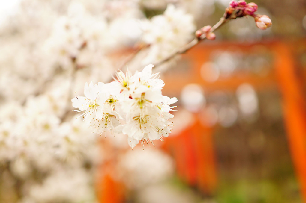 平野神社 ”京都で一番早く咲く桜”
