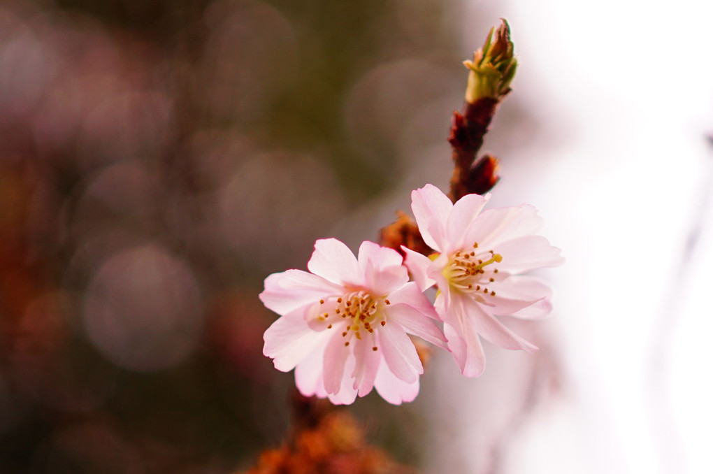 平野神社 ”京都で一番早く咲く桜”