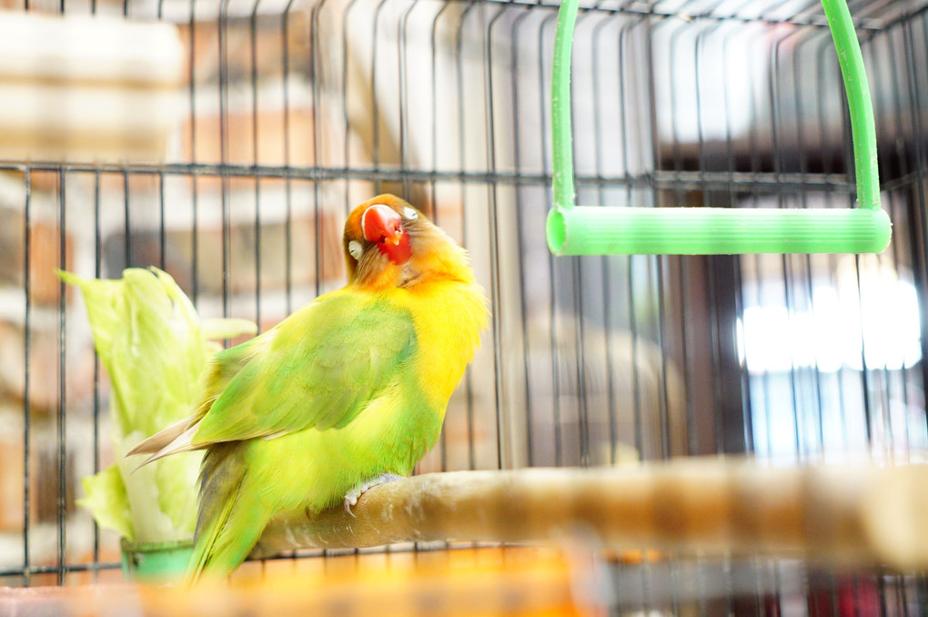 老舗カフェのインコ