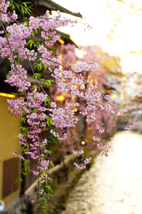 京都の桜 ～祇園白川～