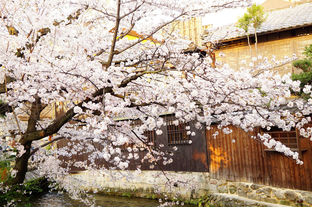 京都の桜 ～祇園白川～