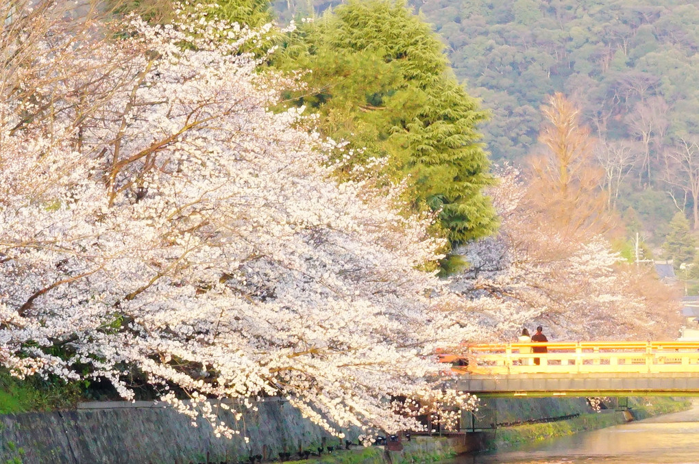 京都の桜 ～岡崎疎水～