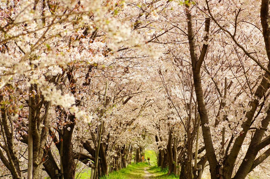 京都の桜 ～桂川～