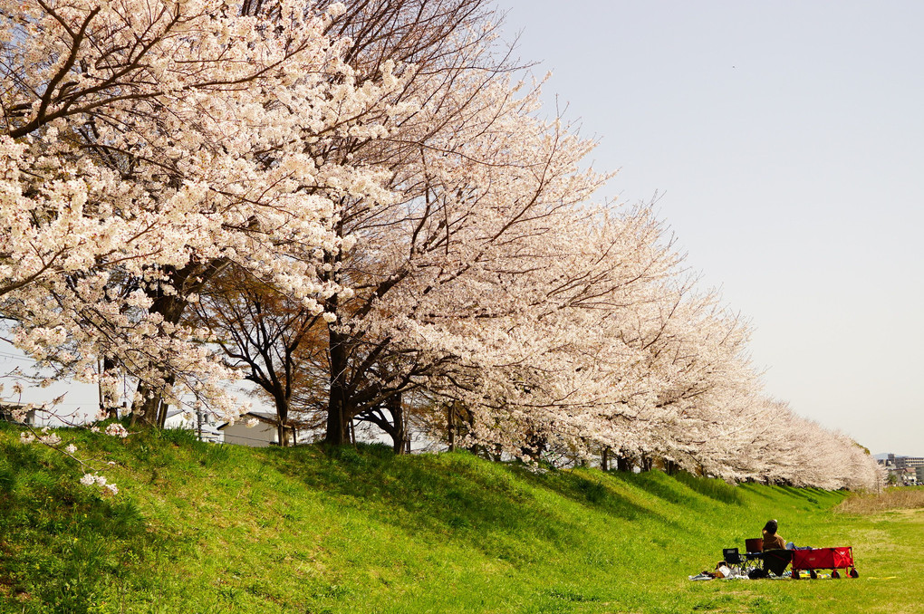 京都の桜 ～桂川～