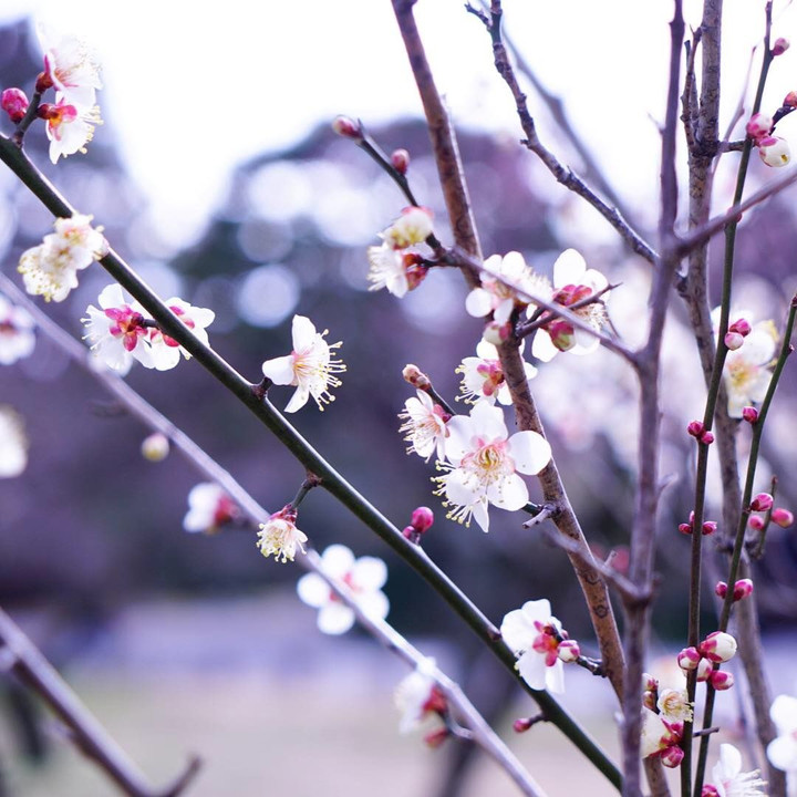 匂いおこせよ梅の花.•*¨*•.¸¸