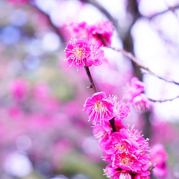 匂いおこせよ梅の花.•*¨*•.¸¸