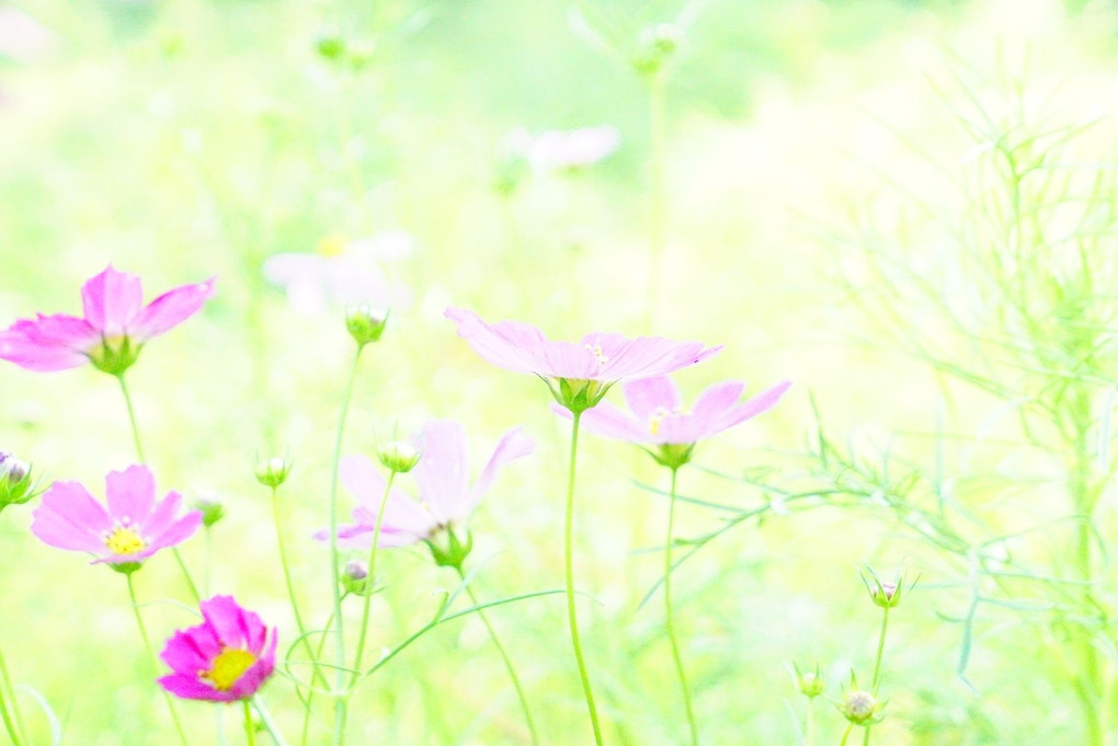 植物園で癒されて.•*¨*•.¸¸♡