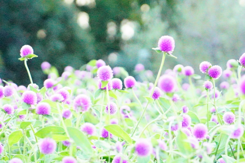 植物園で癒されて.•*¨*•.¸¸♡