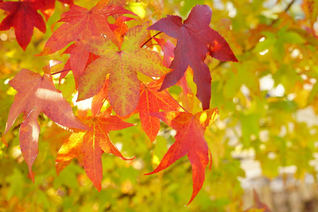 🍁煌めくカエデ🍁