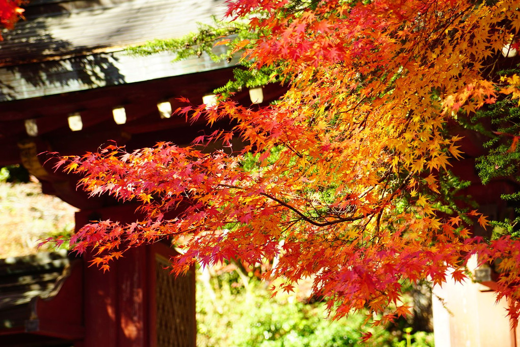 京都 神護寺の紅葉をお届けします⁎ˇ◡ˇ⁎