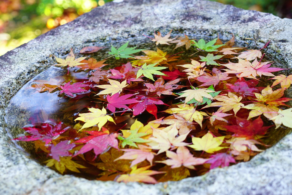 京都 神護寺の紅葉をお届けします⁎ˇ◡ˇ⁎