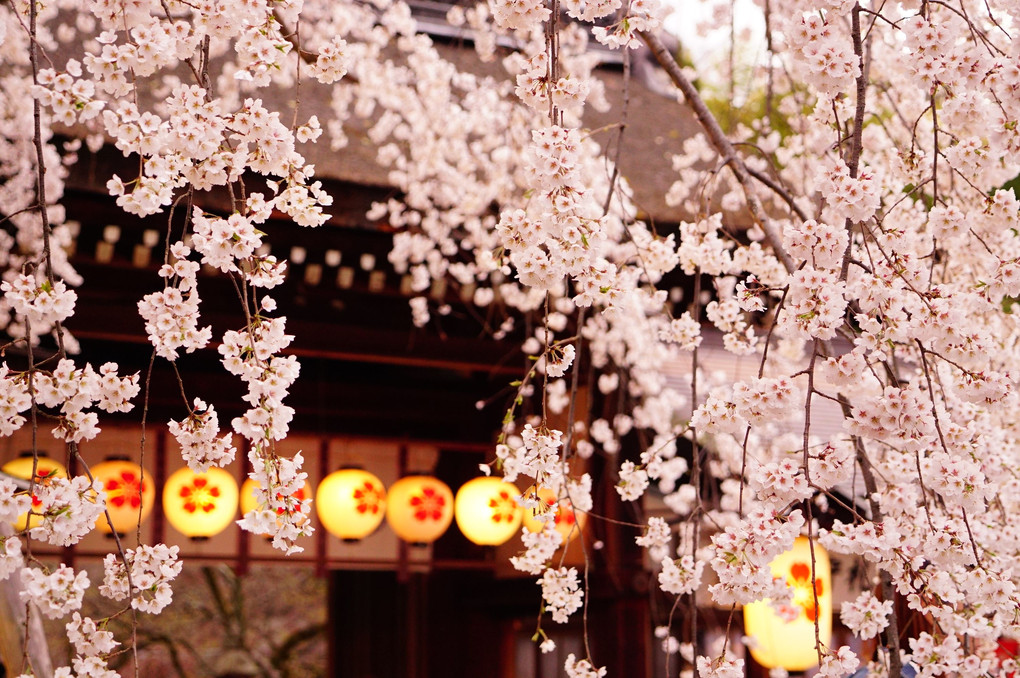 平野神社 ”境内をやさしく包むように咲く桜”
