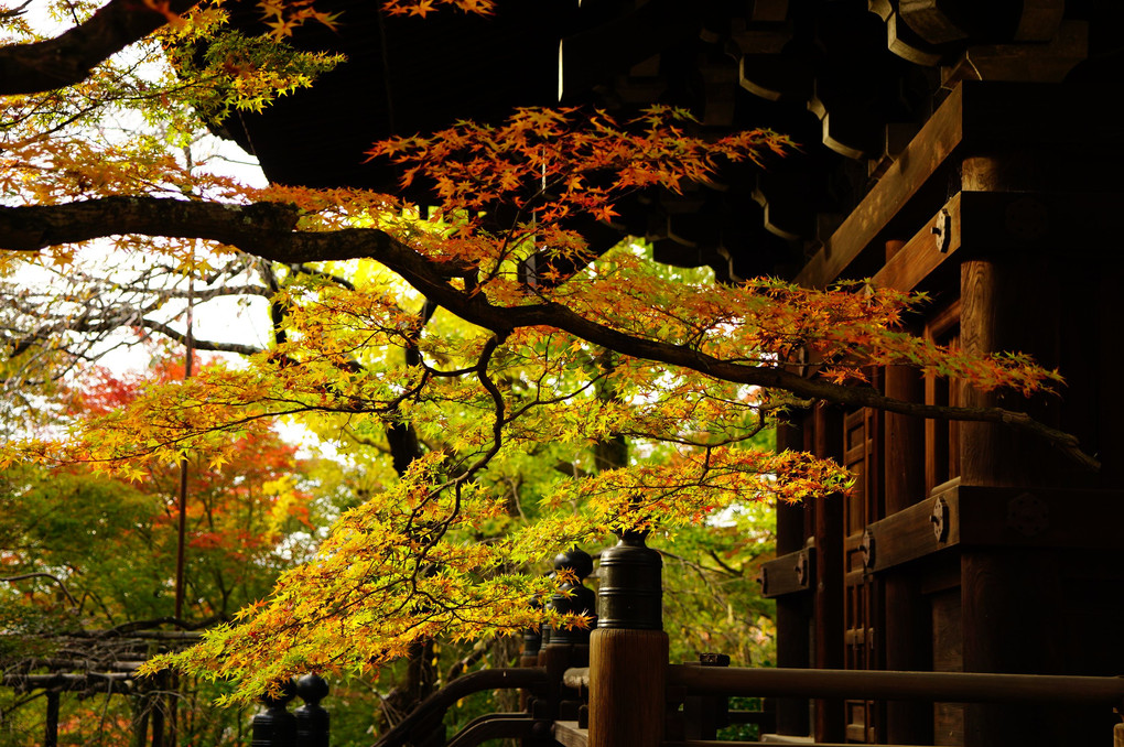 京都の紅葉 「真如堂（真正極楽寺） 三重塔」