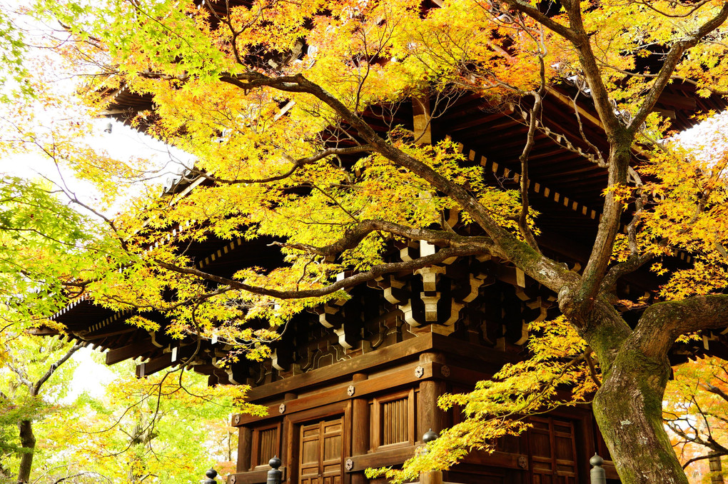 京都の紅葉 「真如堂（真正極楽寺） 三重塔」