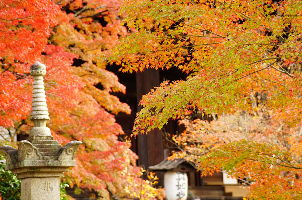 京都の紅葉 「真如堂（真正極楽寺）本堂」