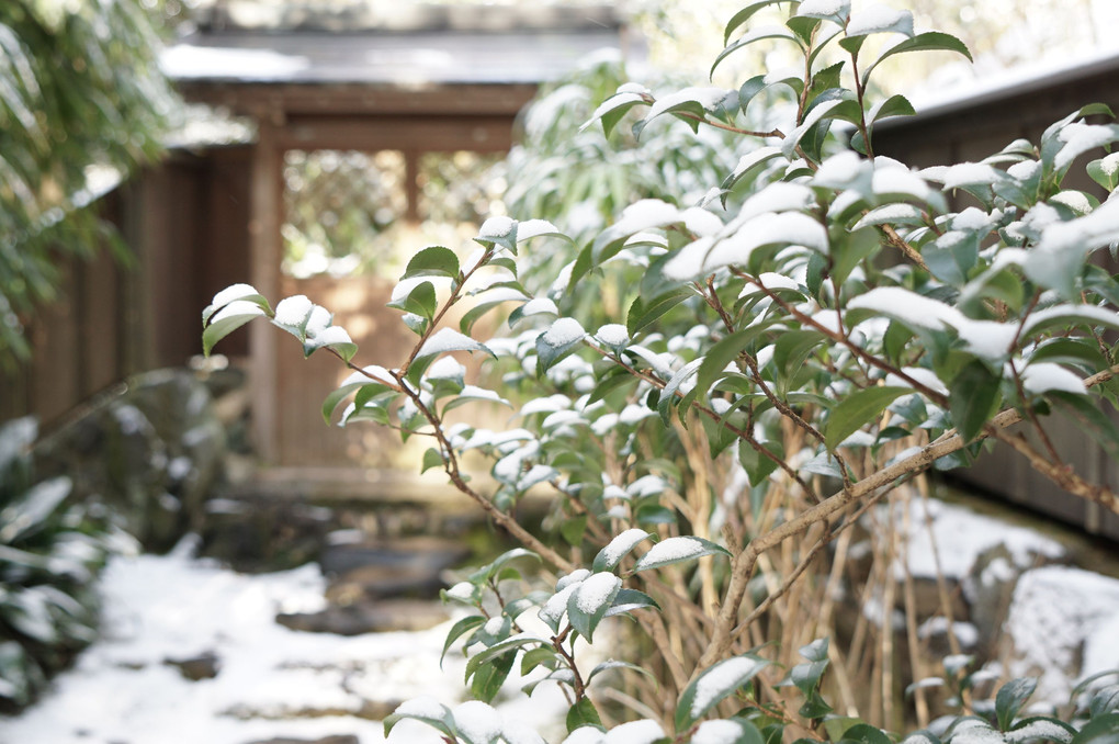 法然院、二寧坂　～京の雪化粧 その１～