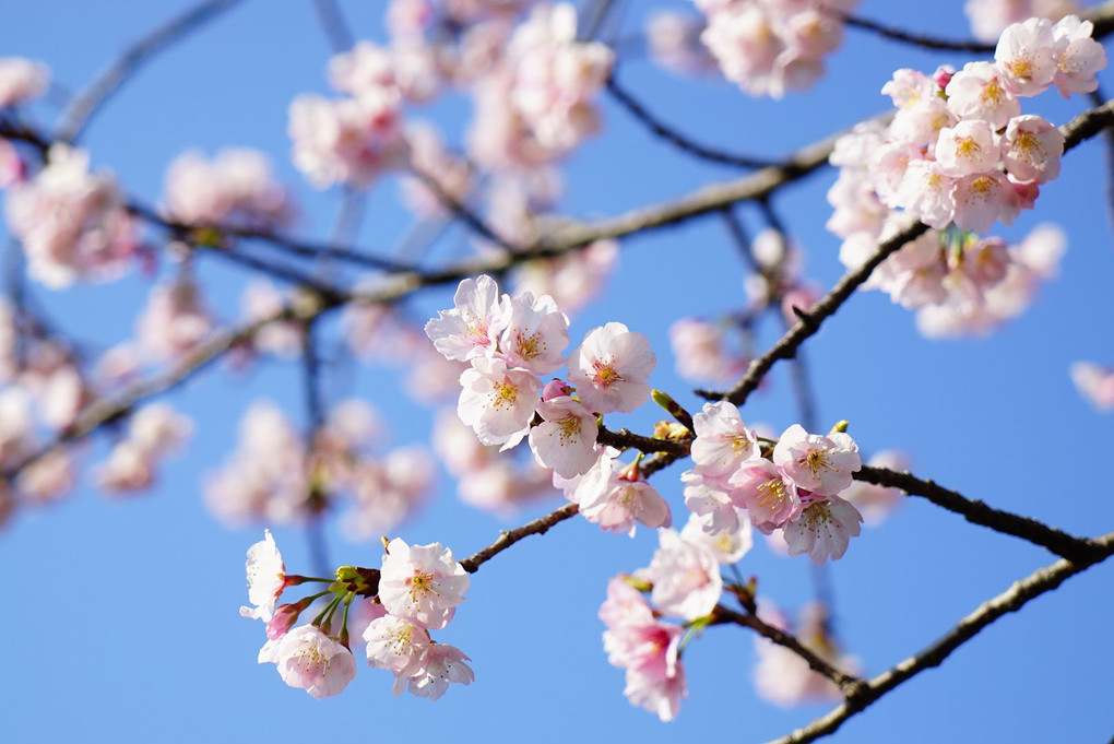 梅小路公園 “早咲き桜”