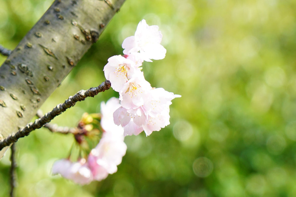 梅小路公園 “早咲き桜”