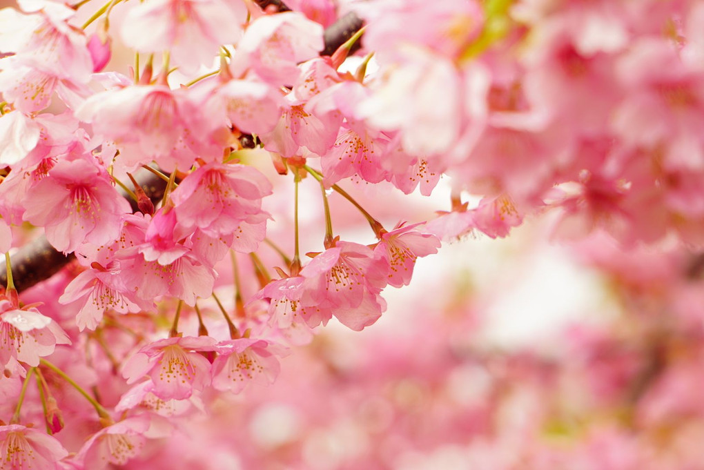 ❀淀の河津桜❀