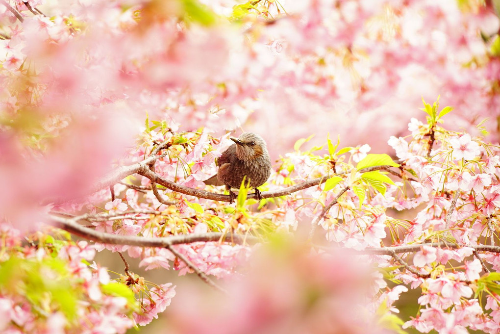 ❀河津桜でヒヨドリに出会いました❀