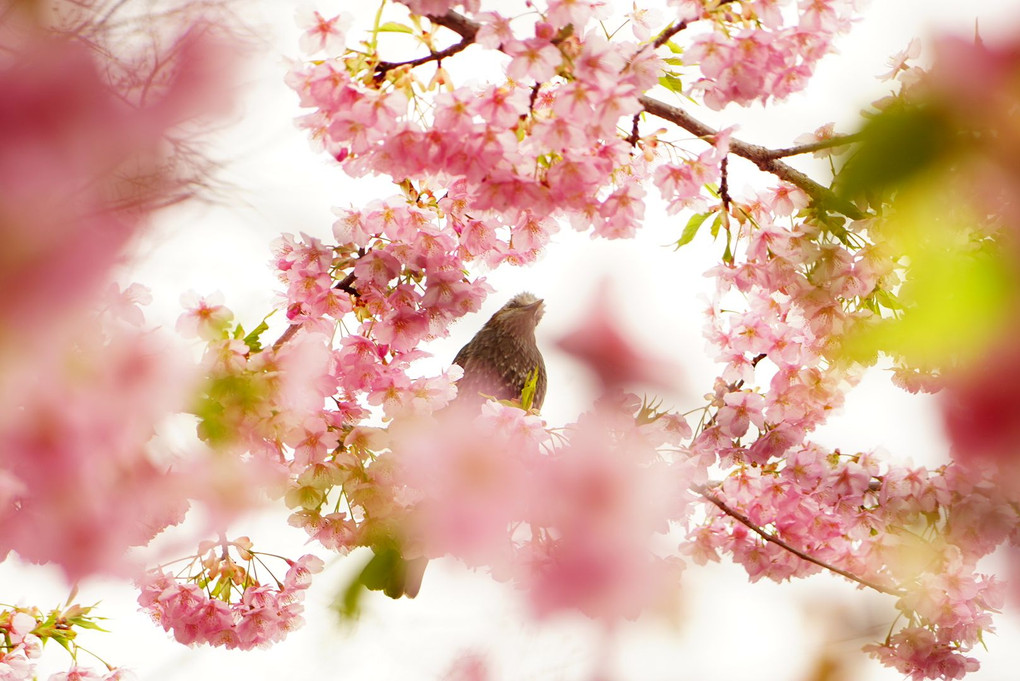 ❀河津桜でヒヨドリに出会いました❀