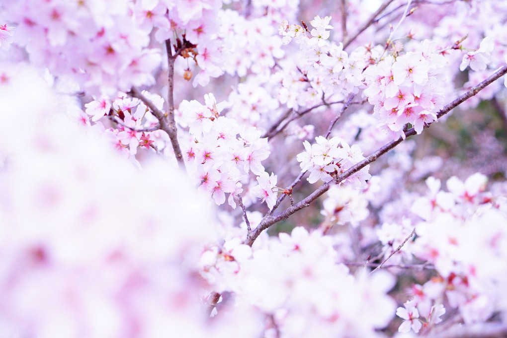 花冷え桜.•*¨*•.♡