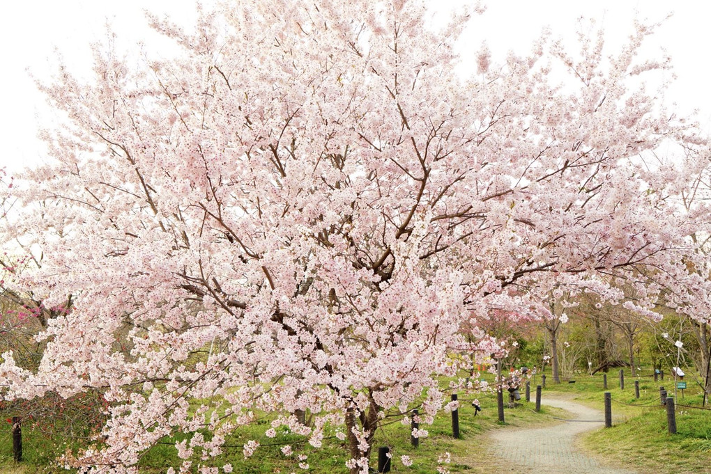 花冷え桜.•*¨*•.♡