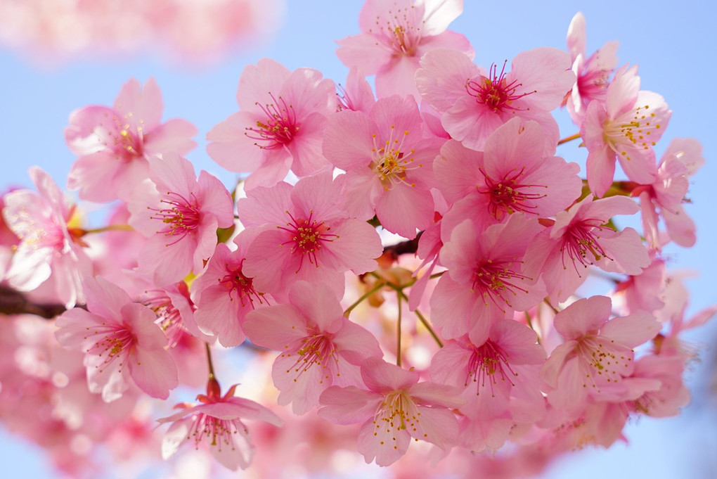 淀水路の河津桜 ②