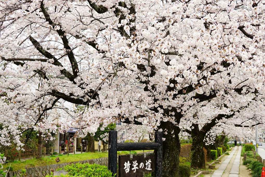 花曇りに桜舞う