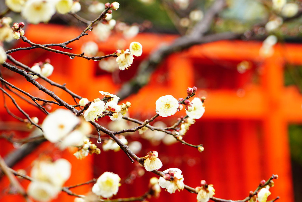 しっとりと雨の梅の花