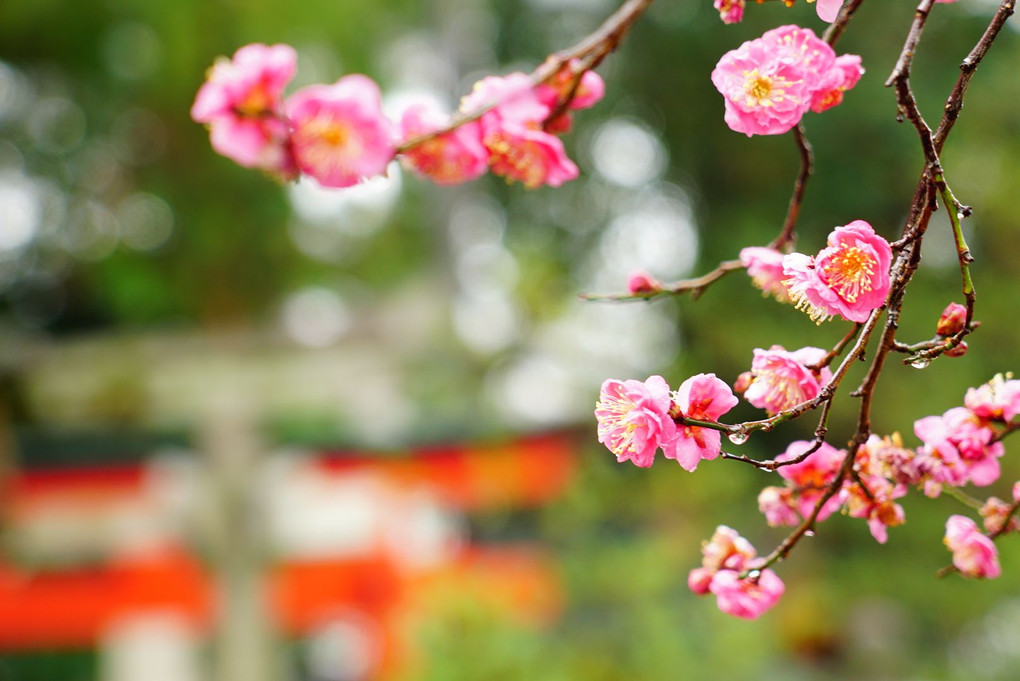 しっとりと雨の梅の花