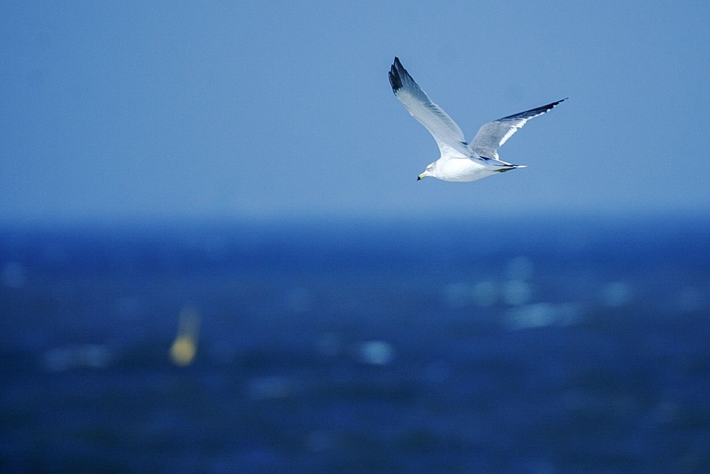 稲毛海岸