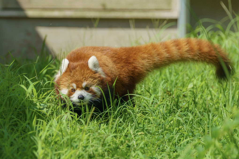 千葉市動物公園