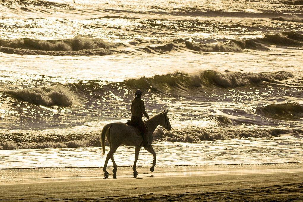 浜辺の白馬